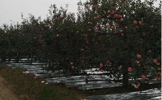 Szerokość 20-2300 mm Metalizowana folia CPP do rolniczego jabłka