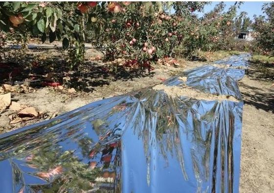 Apple Tree Greenhouse 12 mikronów Folia rolnicza biodegradowalna