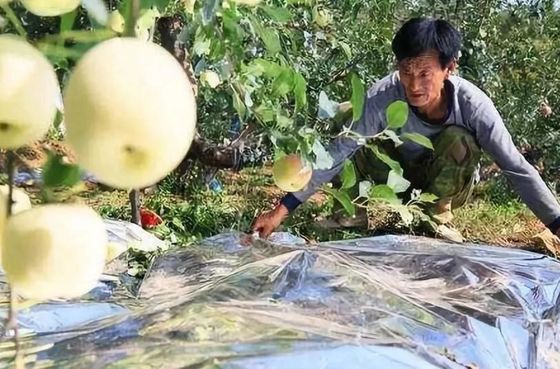 Apple Tree Greenhouse 12 mikronów Folia rolnicza biodegradowalna