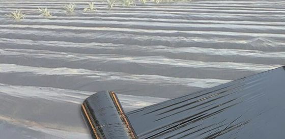 Ultra cienka rolnicza metalizowana folia PE, plastikowa czarna ściółka szklarniowa