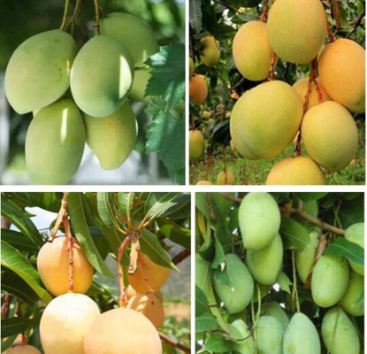 Wietnam Fruit Growing Protection Owijanie Mango Paper Bag Waterproof