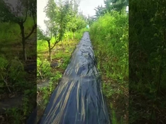 PP o wysokiej przepuszczalności UV Czarny i zielony Matka zwalczania chwastów Wynik rolniczy