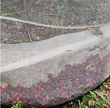 Plastic bird-proof net PE powiększone zagęszczone szklarniowe sieci hodowlane rolnicze sieci winniczowe insect-proof net