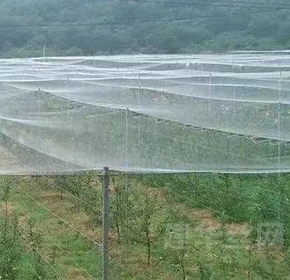 Plastic bird-proof net PE powiększone zagęszczone szklarniowe sieci hodowlane rolnicze sieci winniczowe insect-proof net