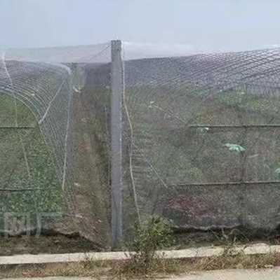 Plastic bird-proof net PE powiększone zagęszczone szklarniowe sieci hodowlane rolnicze sieci winniczowe insect-proof net