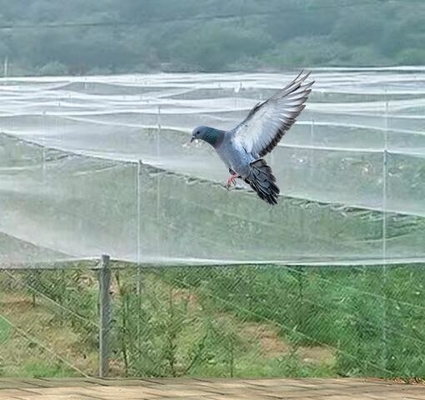 40 50 60 Mesh 125g Rolnictwo Szklarnia Sieć przeciw owadom z dopuszczalnym drukiem