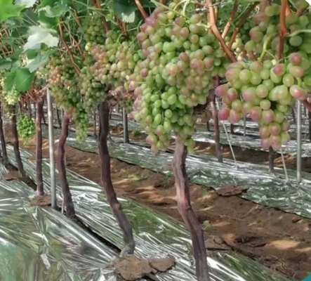 Silver aluminum-coated 12mic PE agricultural film, agricultural reflective film, apple tree silver reflective film