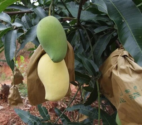 Wodoodporne torby na mango Torba ochronna na owoce dla marketingu na Sri Lance