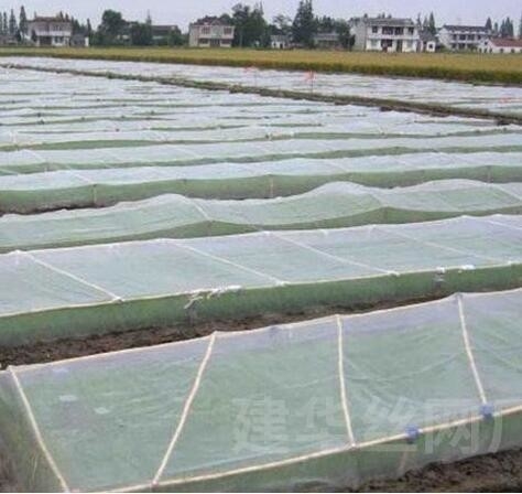 Plastic bird-proof net PE powiększone zagęszczone szklarniowe sieci hodowlane rolnicze sieci winniczowe insect-proof net